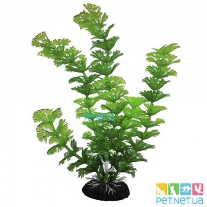 Aquarium plants - 1010
